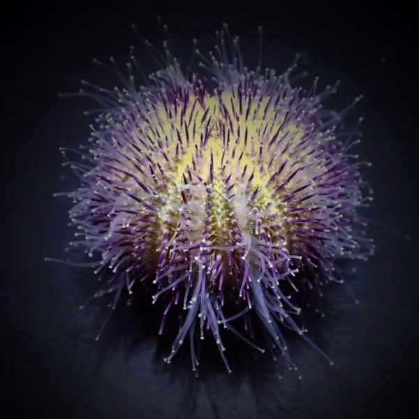 Salmacis spp. (Salmacis urchin)
