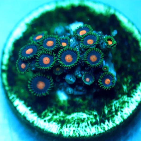 Zoanthus spp. (Fire and Ice)