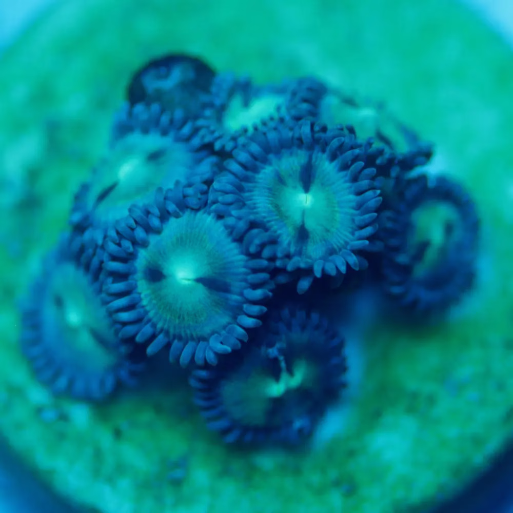 Zoanthus spp.