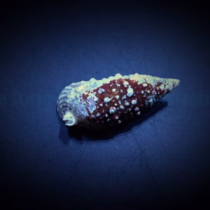 Cerithium litteratum (Cerith snail)