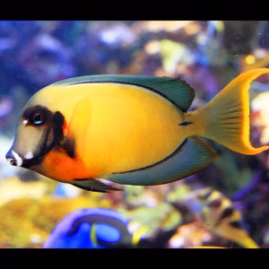 Acanthurus pyroferus – mimic heraldi (Matkijavälskäri)
