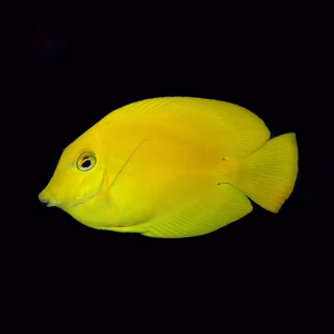 Acanthurus pyroferus – mimic heraldi (Matkijavälskäri)