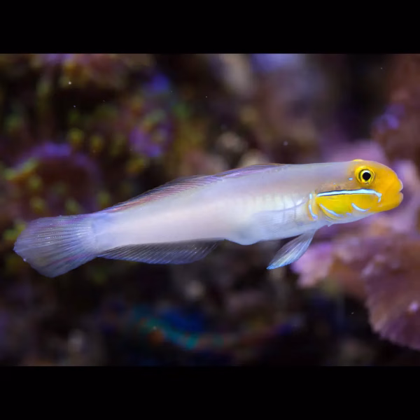 Valenciennea strigata (Juovaposkitokko)
