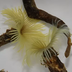 Sabellastarte spp. (Magnificent feather duster) [Yellow]