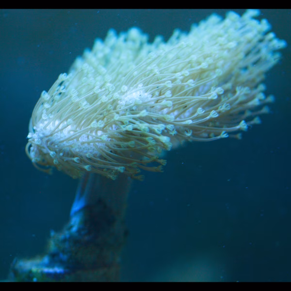 Sarcophyton spp. WYSIWYG