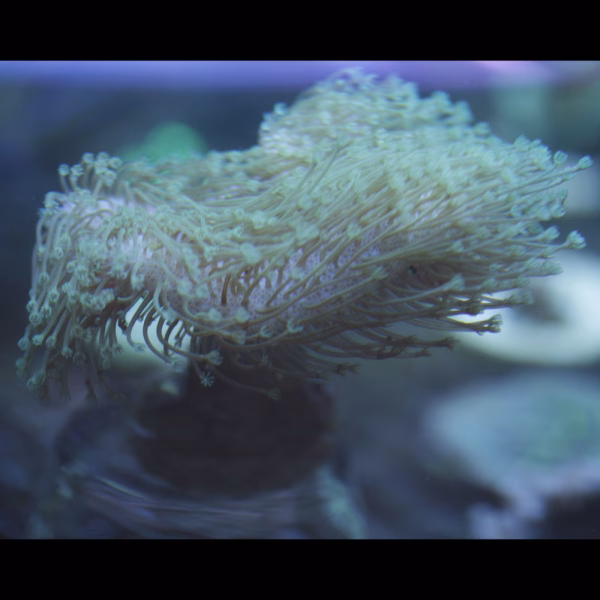 Sarcophyton spp. WYSIWYG