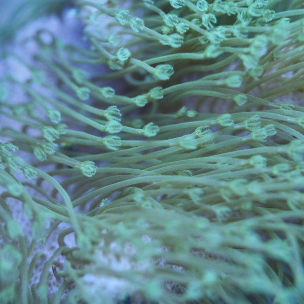 Sarcophyton spp. WYSIWYG