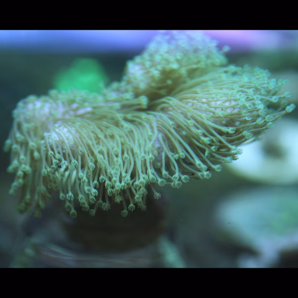 Sarcophyton spp. WYSIWYG