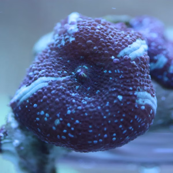 Discosoma spp. Watermelon