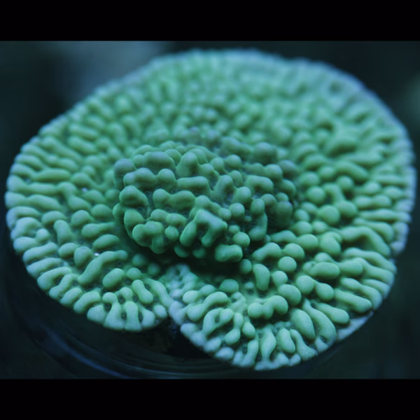Montipora spp. WYSIWYG