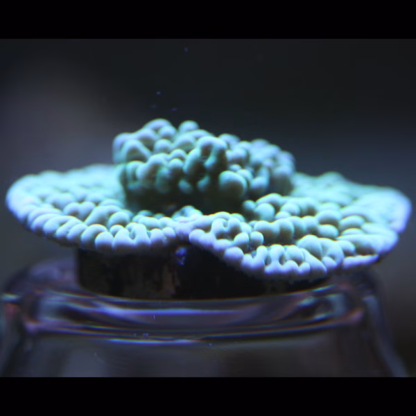 Montipora spp. WYSIWYG