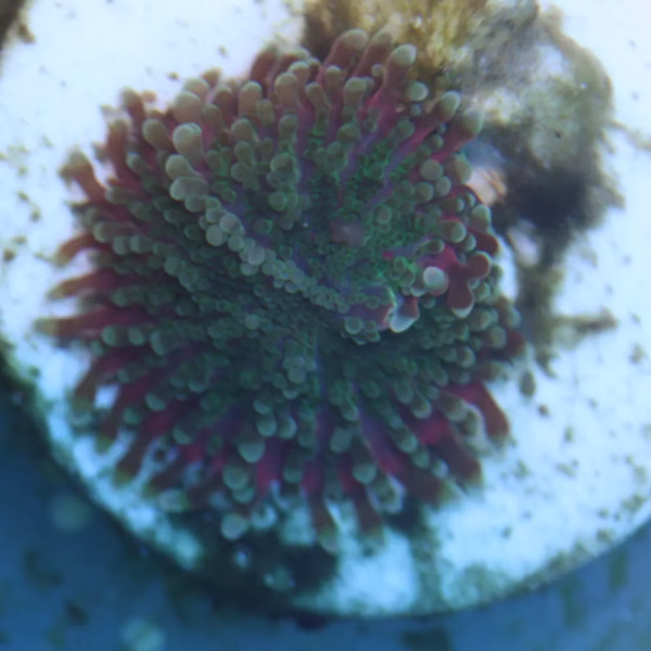 Ricordea spp. premium WYSIWYG