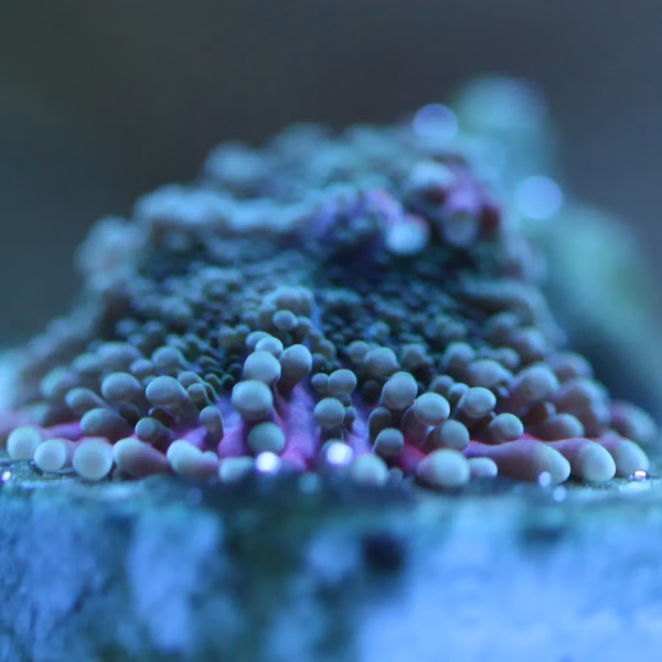 Ricordea spp. premium WYSIWYG