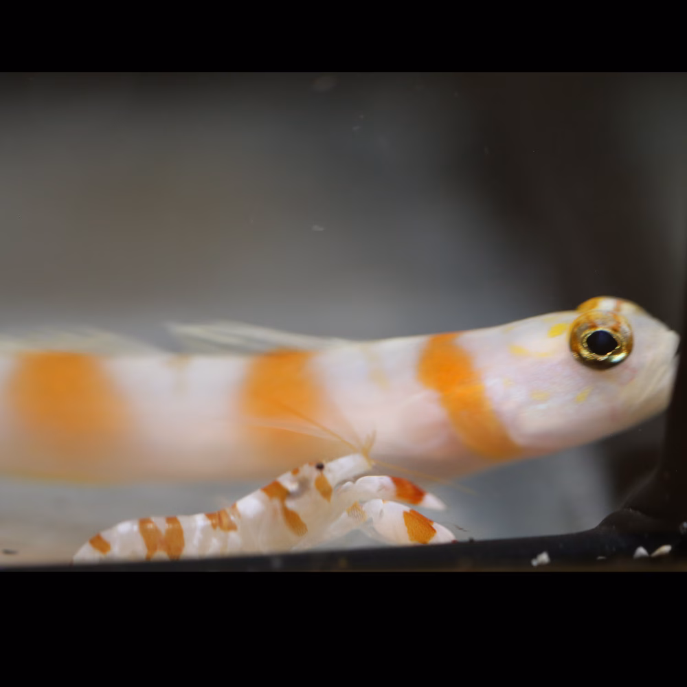 Amblyeleotris yanoi (flagtail shrimpgoby) ja pistoolirapu (alpheus randalli)