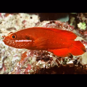 Suttonia lineata (red soapfish)