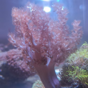 Capnella spp.
