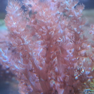 Capnella spp.