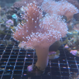 Sarcophyton spp. pink [WYSIWYG]