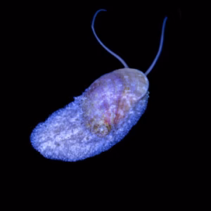 Stomatella snail