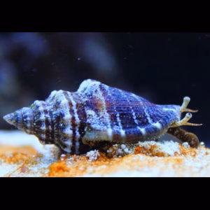 Strombus spp (Conch snail)