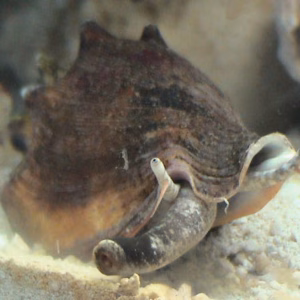 Strombus spp (Conch snail)