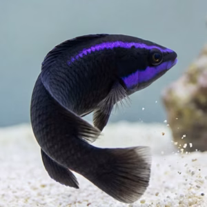 Pseudochromis springeri (Springer’s Dottyback )
